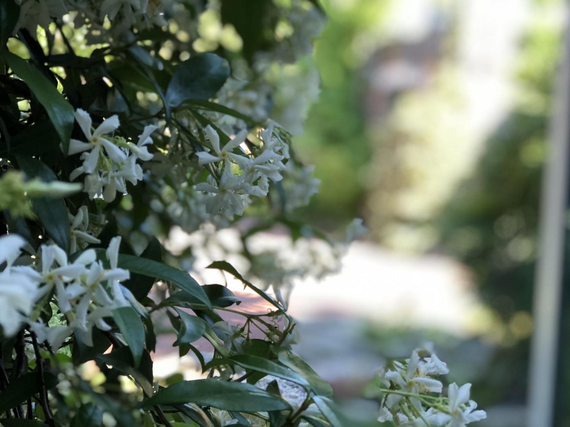 Aux Herbes Hautes Fleurbaix Exterior foto